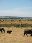 14779 Elephants walking.jpg